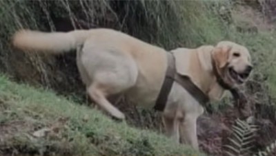 Labrador Kent posthumously honoured for bravery in counter-terror operations