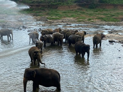 Sri Lanka reports massive tolls in human-elephant conflicts
