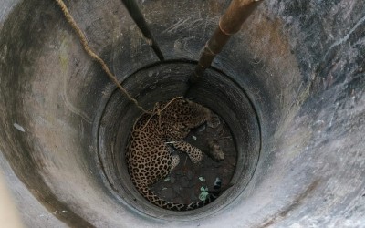 West Bengal: Leopard rescued from well in Darjeeling village