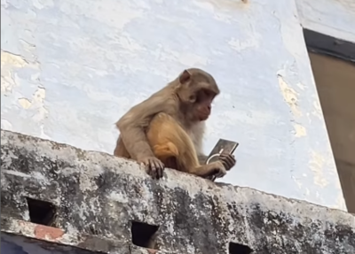 Viral Video: Vrindavan monkey trades Samsung S25 Ultra phone for juice pack