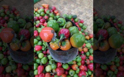 Indian government facilitates export of GI-tagged Dalle Chilly from Sikkim to Solomon Islands