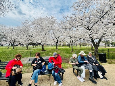 Washington DC: Cherry Blossom Rush
