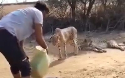 Madhya Pradesh: After pelting stones at cheetahs, Indian villagers now offer water to animals