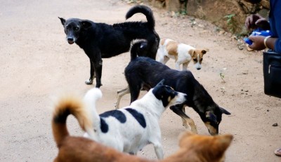 Supreme Court orders relocation of Delhi-NCR stray dogs to shelters amid rise in rabies death cases