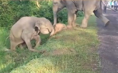 Mother elephant rescues calf stuck on road, video melts internet