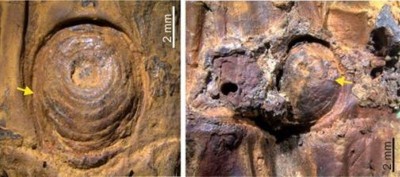 This 37,000-year-old bamboo from Manipur just exposed an Ice Age mystery
