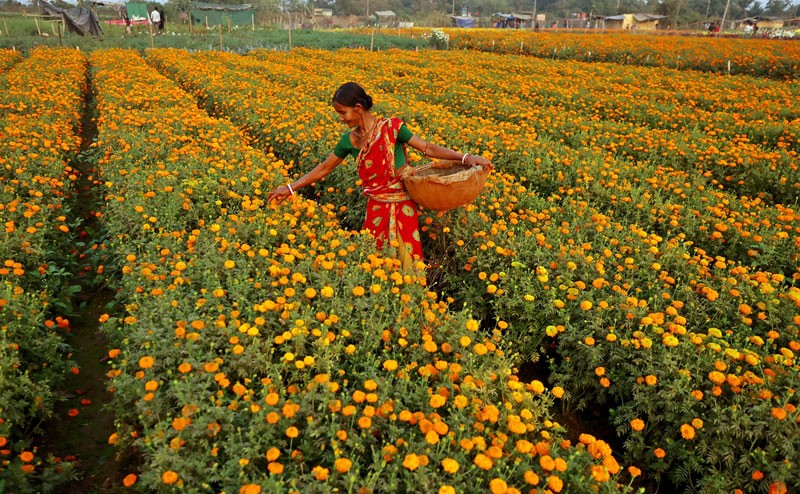 Khirai Flower Valley Colours West Bengal’s Countryside