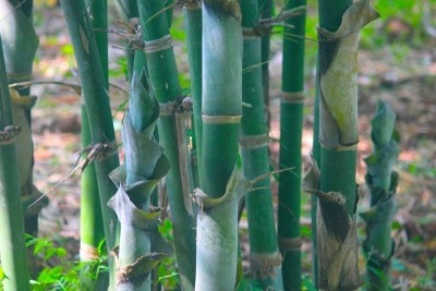 Doctors are surprised: Bamboo shows incredible superfood potential, shows survey