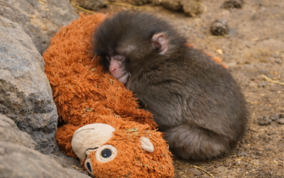 Rejected by all, abandoned at birth — Punch’s heartbreaking story goes viral