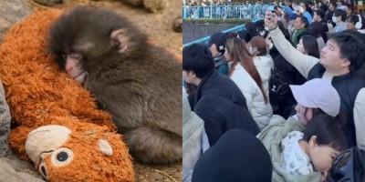 Abandoned at birth, Punch the macaque finds global love as crowds flock to Tokyo zoo
