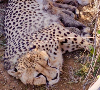 India’s Cheetah comeback gains momentum as Jwala delivers 5 cubs at Kuno