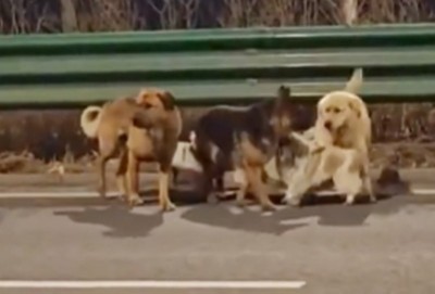 China: Seven stolen dogs escape from thieves, travel 17 km to return home