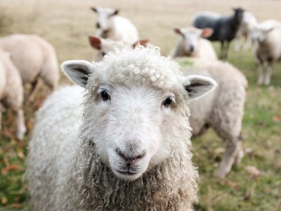 Deadly grazing? Over 100 sheep die in Pakistan in just two days