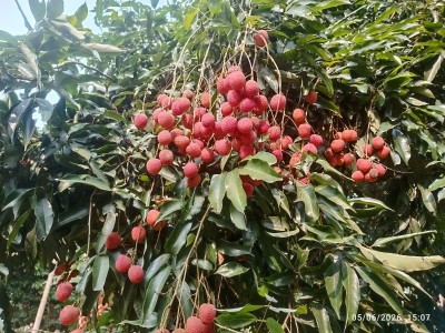 APEDA facilitates first export of GI-tagged Tezpur Litchi from Assam to Dubai