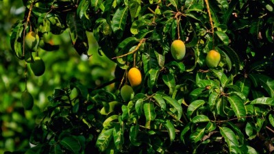 Nepal bans Indian Mangoes: Local traders fear massive supply crisis ahead