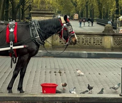 ‘Romanch’s Law’: NYC Bill named after Indian tourist killed in horse carriage accident