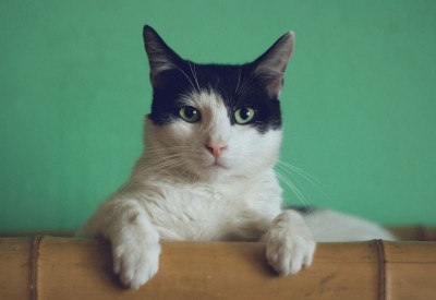 Scientists turn to cats for clues about healthy ageing — Here's why?