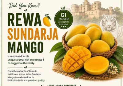 India's sweetest export? GI-tagged Rewa Sundarja mango enters UAE market