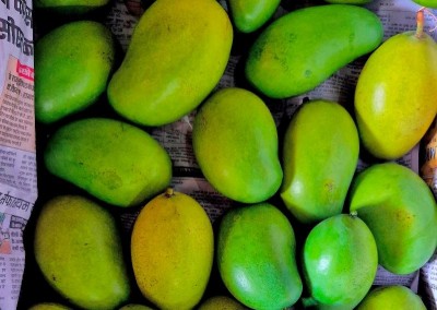 Jharkhand's Amrapali mangoes reach Dubai for first time—APEDA makes it happen