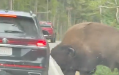 US: Terrifying moment at  Yellowstone National Park when giant bison charges SUV, leaves tyre shredded