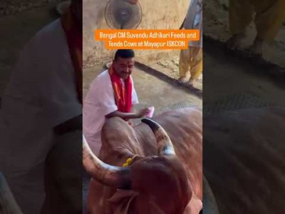 Suvendu Adhikari Feeds and Tends Cows at Mayapur ISKCON